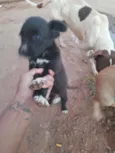 Princesa 
