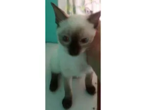 Gato raça Siames idade 2 a 6 meses nome Sem nome