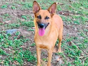 Cachorro raça SRD-ViraLata idade 2 anos nome Bombom