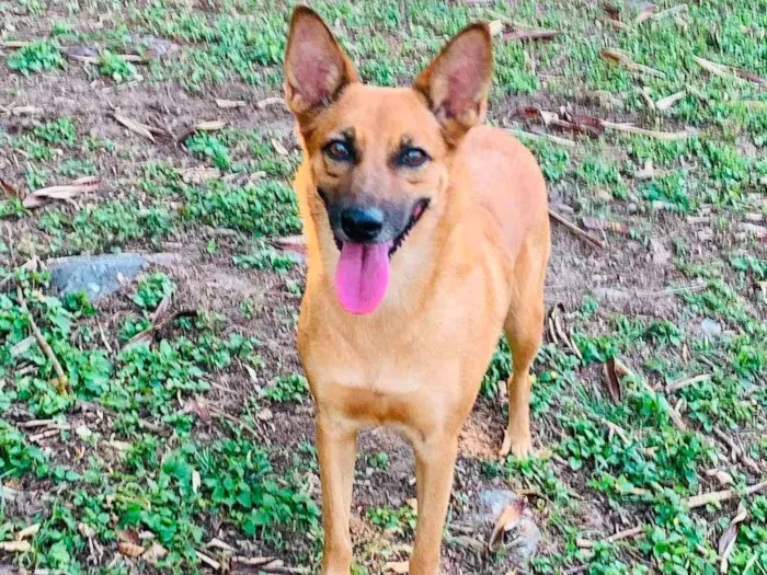 Cachorro ra a SRD-ViraLata idade 2 anos nome Bombom