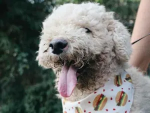 Cachorro raça Poodle idade 6 ou mais anos nome Pipoca