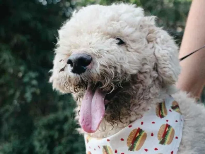 Cachorro ra a Poodle idade 6 ou mais anos nome Pipoca