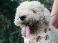 Pipoca