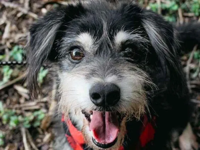 Cachorro ra a SRD-ViraLata idade 4 anos nome Thor