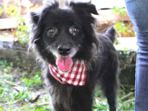 Cachorro raça SRD-ViraLata idade 5 anos nome Elsa