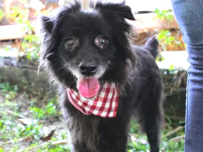 Cachorro ra a SRD-ViraLata idade 5 anos nome Elsa