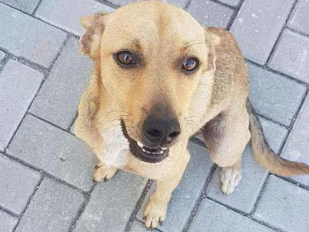 Cachorro ra a viralata idade 3 anos nome João Bento