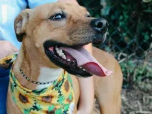 Cachorro raça SRD-ViraLata idade 3 anos nome Vitória