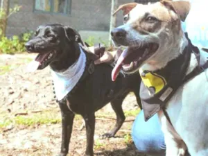 Cachorro raça SRD-ViraLata idade 3 anos nome Yoshi & Manhoso