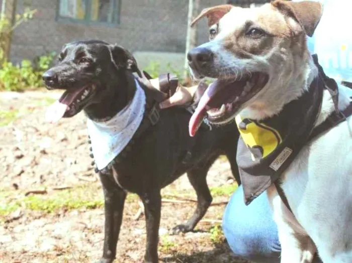 Cachorro ra a SRD-ViraLata idade 3 anos nome Yoshi & Manhoso