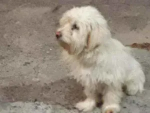 Cachorro raça Lhasa idade 3 anos nome Bily