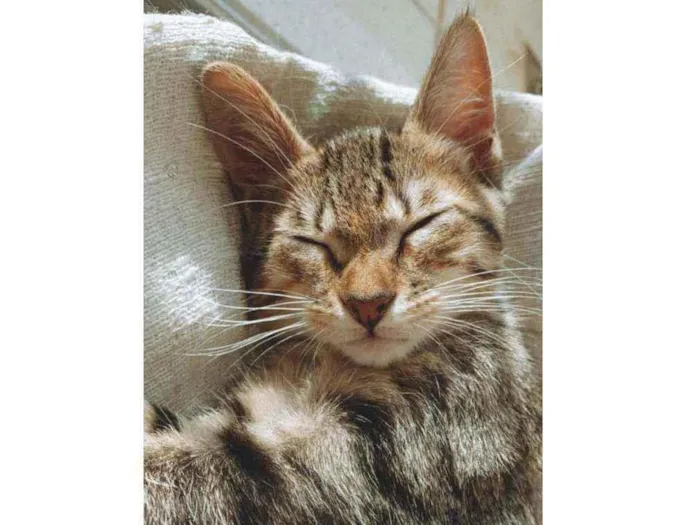 Gato raça SRD idade 2 a 6 meses nome SUE