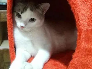 Gato raça SRD idade 3 anos nome Kiara