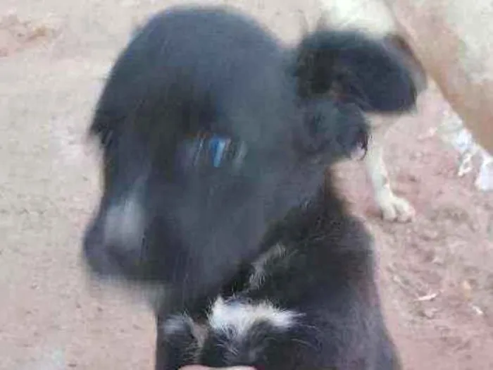 Cachorro ra a Vira lata  idade 2 a 6 meses nome Princesa 