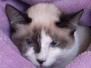 Gato raça Srd idade 2 a 6 meses nome Flora