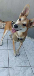Cachorro raça Srd idade 7 a 11 meses nome Wolf