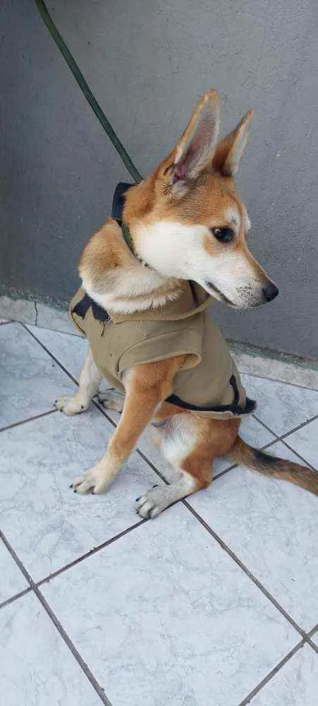 Cachorro raça Srd idade 7 a 11 meses nome Wolf