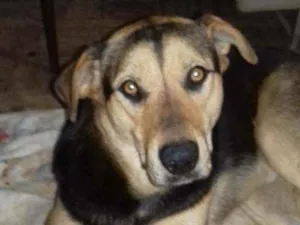 Cachorro raça Srd idade 3 anos nome Amora