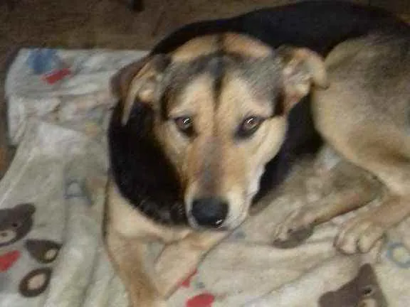 Cachorro raça Srd idade 3 anos nome Amora