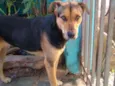 Cachorro raça Srd idade 3 anos nome Amora