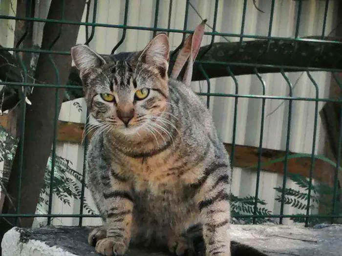Gato ra a SRD idade 2 a 6 meses nome .......