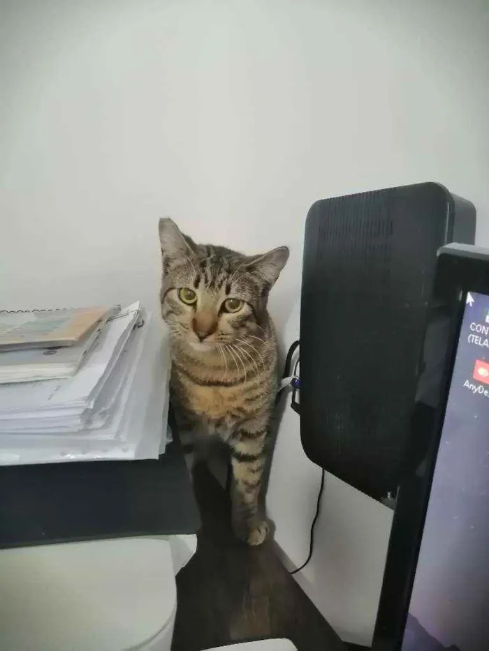 Gato ra a SRD idade 2 a 6 meses nome .......