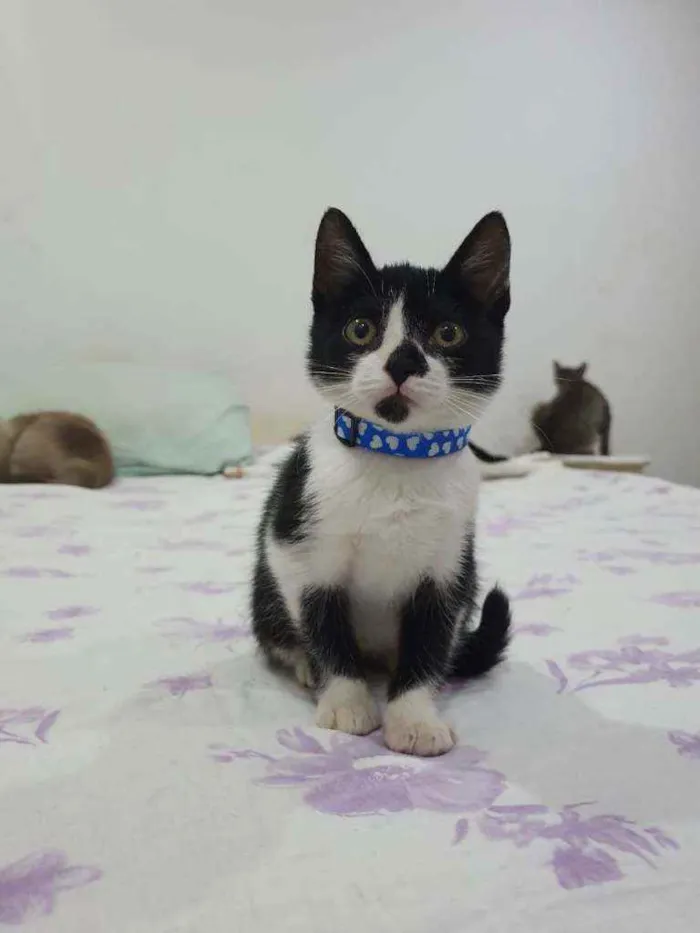Gato ra a SRD idade 2 a 6 meses nome ..........