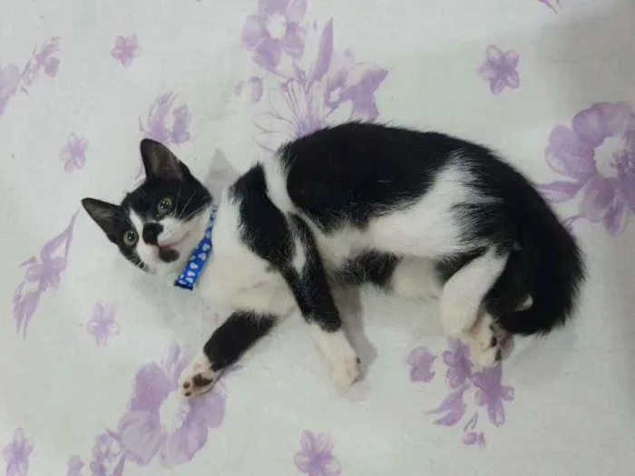 Gato ra a SRD idade 2 a 6 meses nome ..........