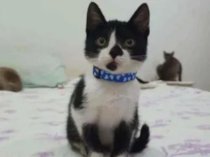 Gato raça SRD idade 2 a 6 meses nome ..........