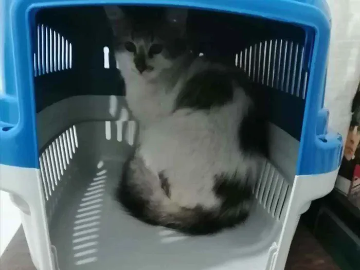 Gato ra a SRD idade 2 a 6 meses nome .........