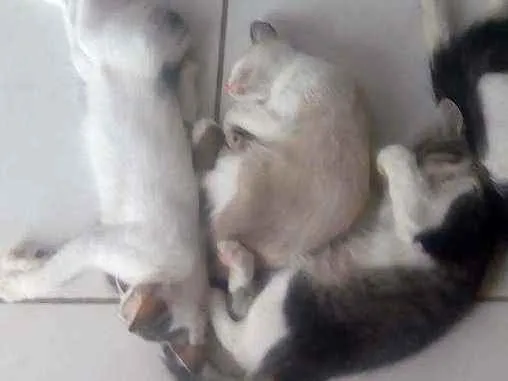 Gato ra a Mistos idade 2 a 6 meses nome Sem nomes