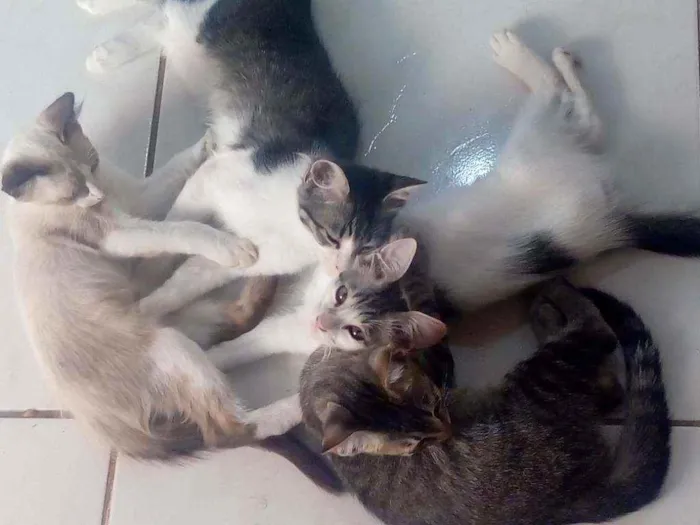 Gato ra a Mistos idade 2 a 6 meses nome Sem nomes
