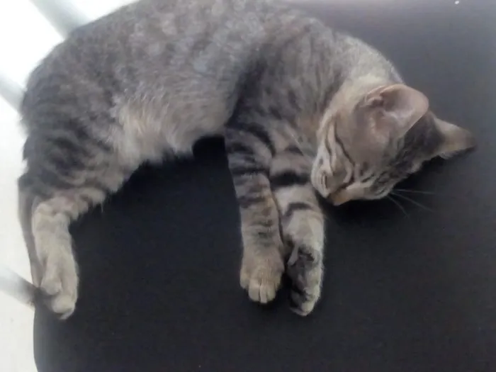 Gato ra a Mistos idade 2 a 6 meses nome Sem nomes
