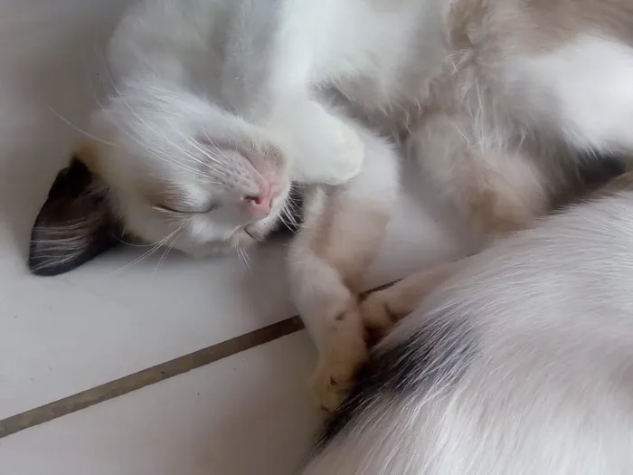 Gato ra a Mistos idade 2 a 6 meses nome Sem nomes