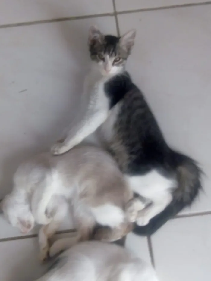 Gato ra a Mistos idade 2 a 6 meses nome Sem nomes