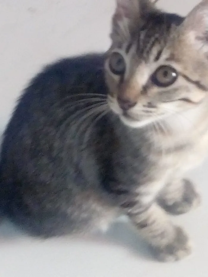 Gato ra a Mistos idade 2 a 6 meses nome Sem nomes