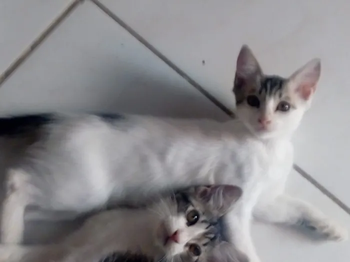 Gato ra a Mistos idade 2 a 6 meses nome Sem nomes