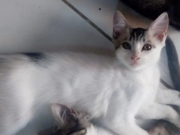Gato ra a Mistos idade 2 a 6 meses nome Sem nomes