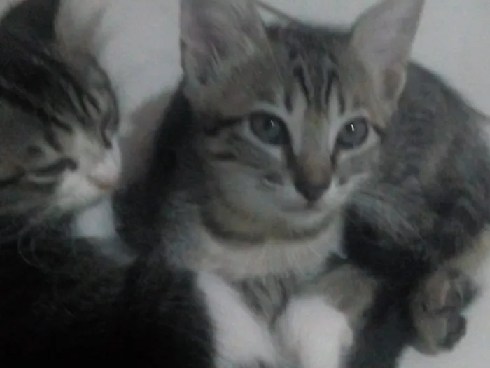 Gato ra a Mistos idade 2 a 6 meses nome Sem nomes