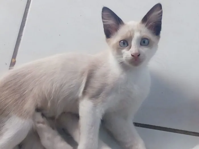 Gato ra a Mistos idade 2 a 6 meses nome Sem nomes