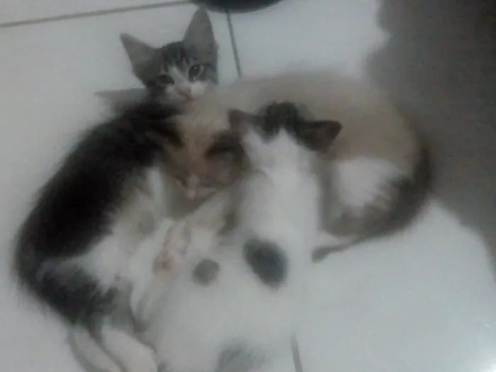 Gato ra a Mistos idade 2 a 6 meses nome Sem nomes