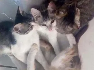 Gato raça Mistos idade 2 a 6 meses nome Sem nomes
