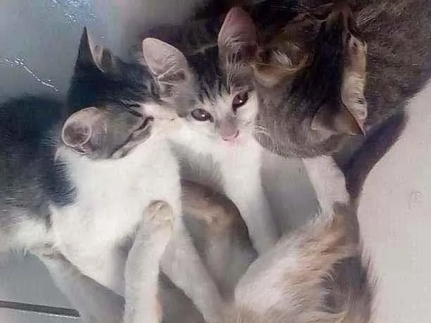 Gato ra a Mistos idade 2 a 6 meses nome Sem nomes