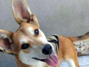 Cachorro raça Srd idade 7 a 11 meses nome Wolf