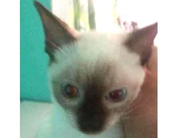 Gato raça Siames idade 2 a 6 meses nome Sem nome