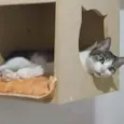 PETÚNIA