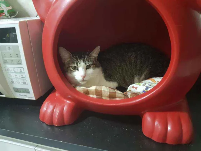 Gato ra a SRD-ViraLata idade 3 anos nome PETÚNIA