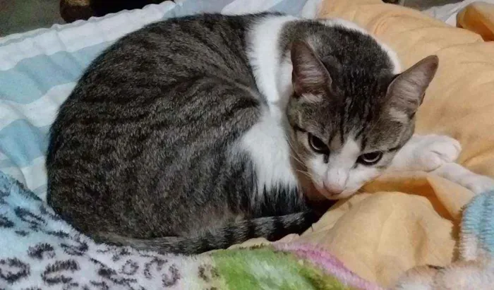 Gato ra a SRD-ViraLata idade 3 anos nome PETÚNIA