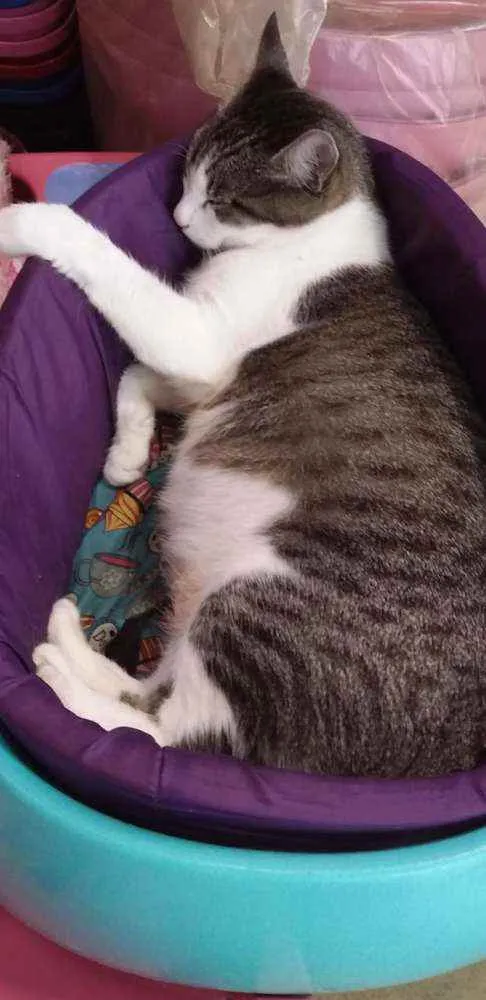 Gato ra a SRD-ViraLata idade 3 anos nome PETÚNIA