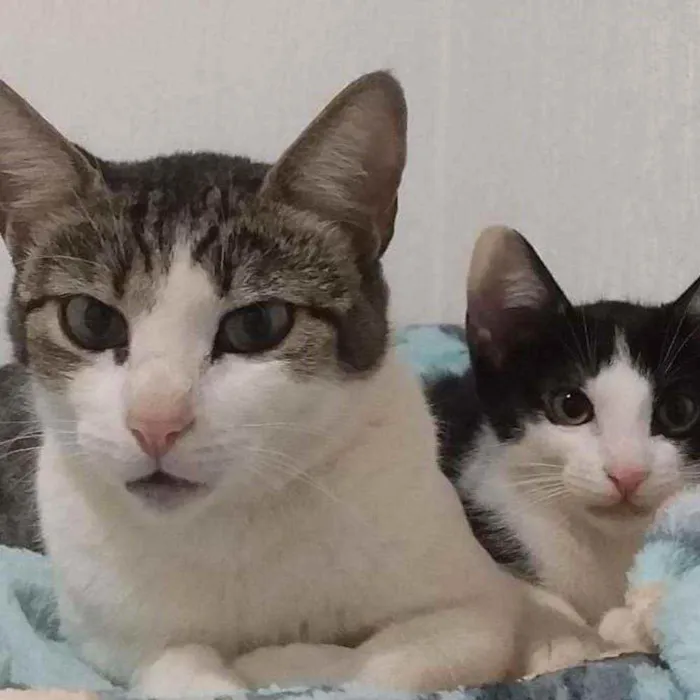 Gato ra a SRD-ViraLata idade 3 anos nome PETÚNIA
